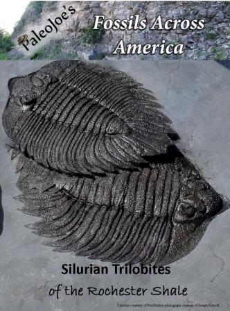 TRILOBITE ORDOVICIEN MASSIF Armoricain 5 Espèces différentes EUR 60,00