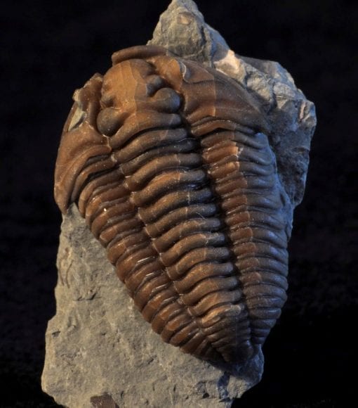 paleontology science fair projects
