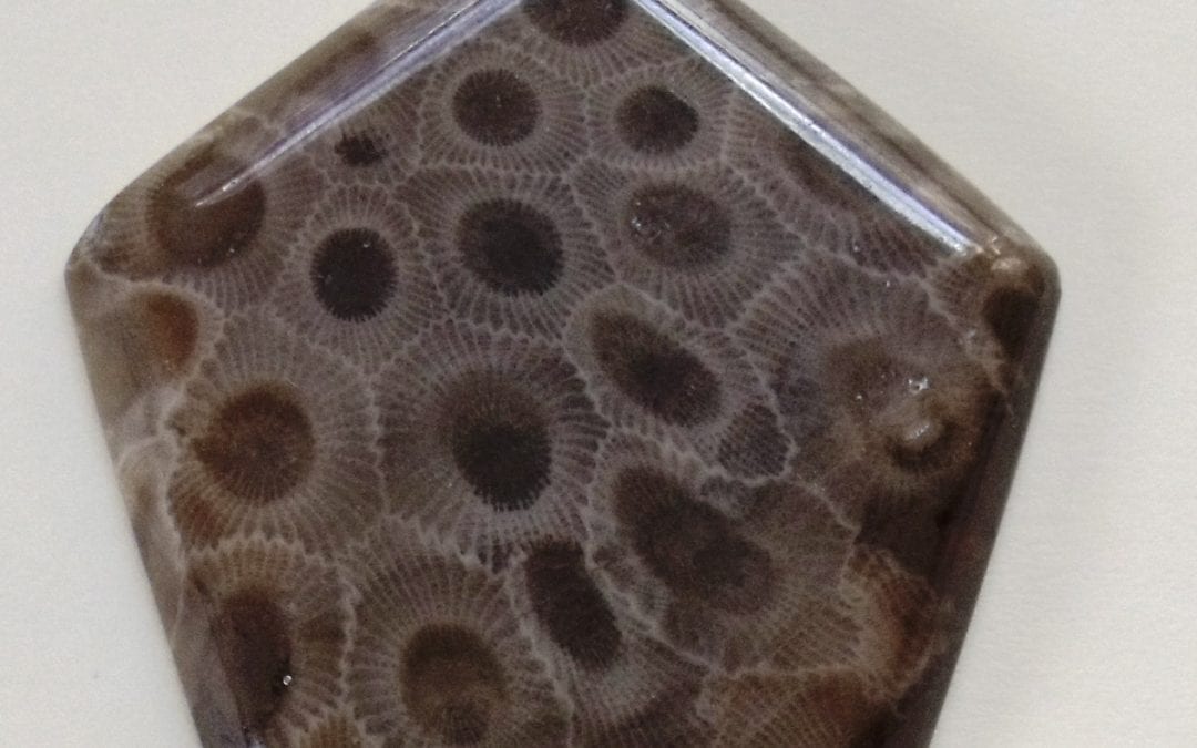 Fossil of the Month of May Hexagonaria, The Petoskey Stone