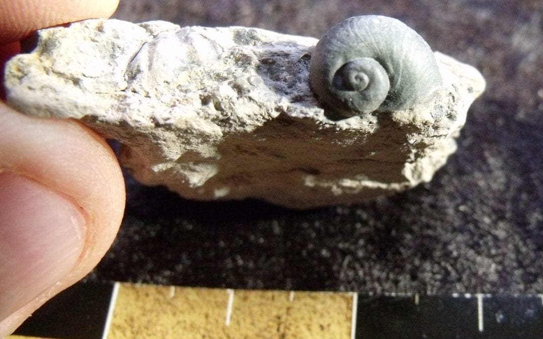 Fossil of the Month March  Gastropods
