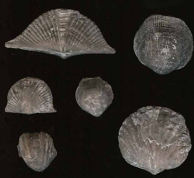 Fossil of the Month January Brachiopods