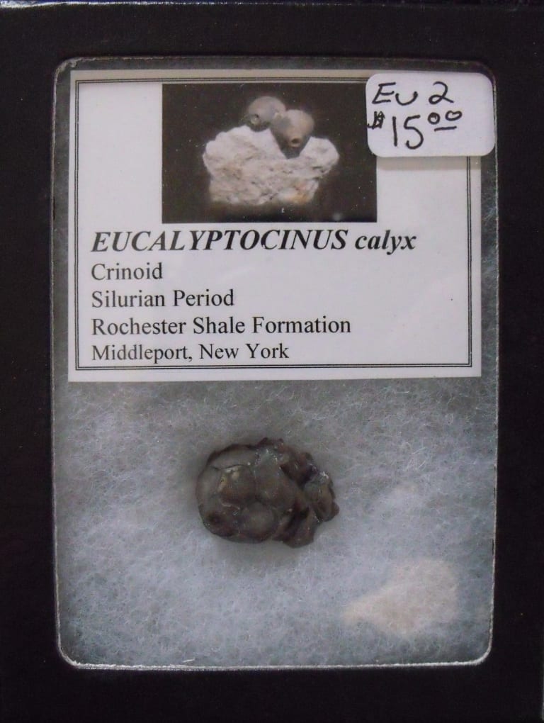 Small Eucalyptocrinus Crinoid Calyx
