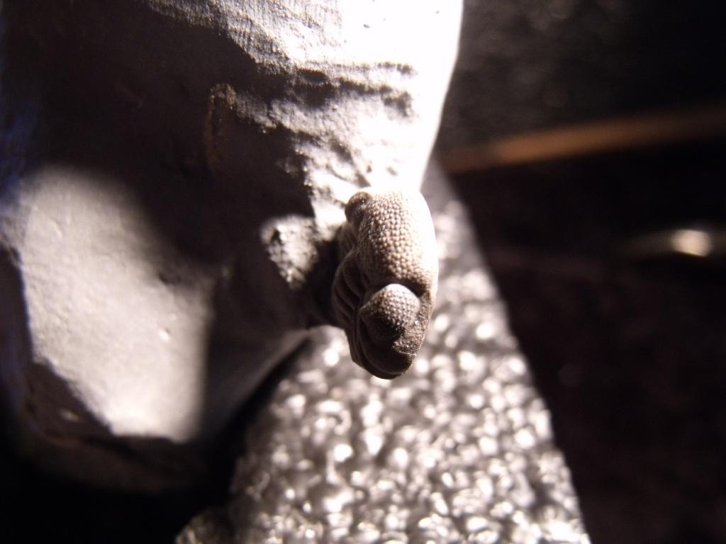 Rare Eldredgeops Camouflaged - Image 4