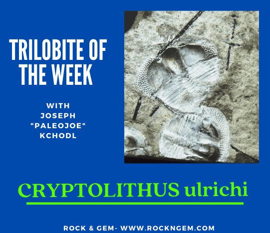 Trilobite of the Week: CRYPTOLITHUS ulrichi