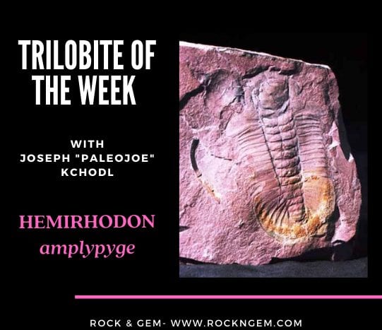 Trilobite of the Week: HEMIRHODON amplypyge