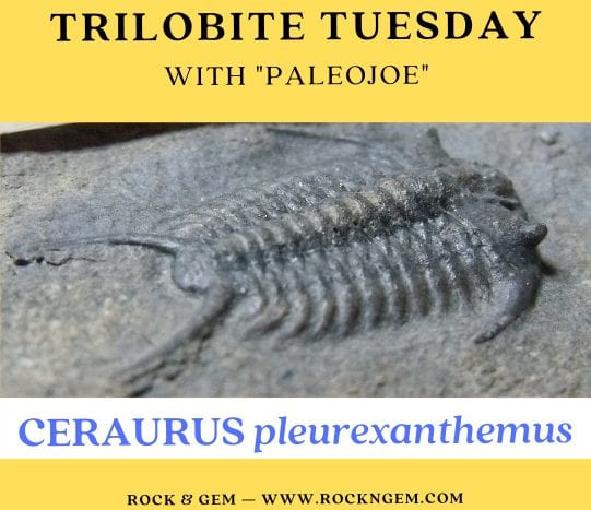 Trilobite of the Week: CERAURUS pleurexanthemus