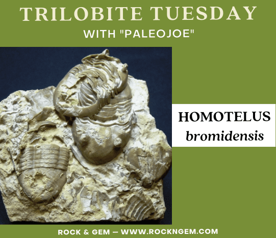 Trilobite of the Week: HOMOTELUS bromidensis