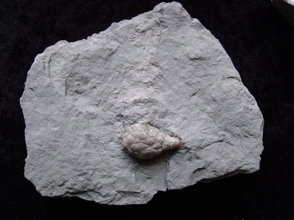 Cabinet Piece Holocystites