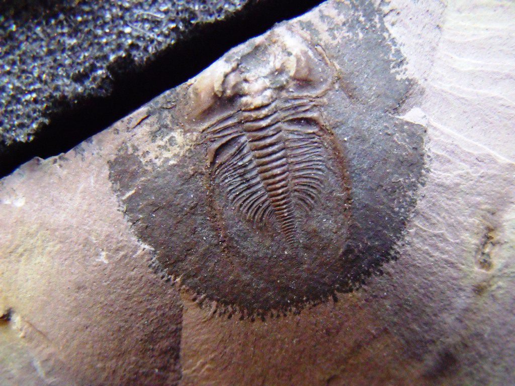 Nephronellus genticulatus - Image 2
