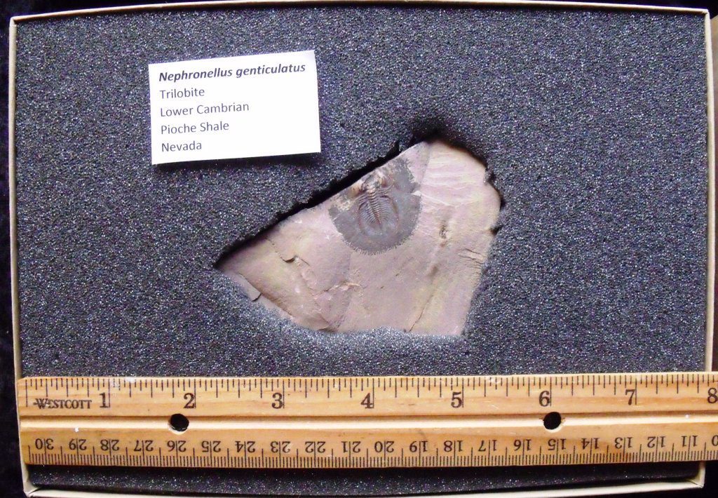 Nephronellus genticulatus