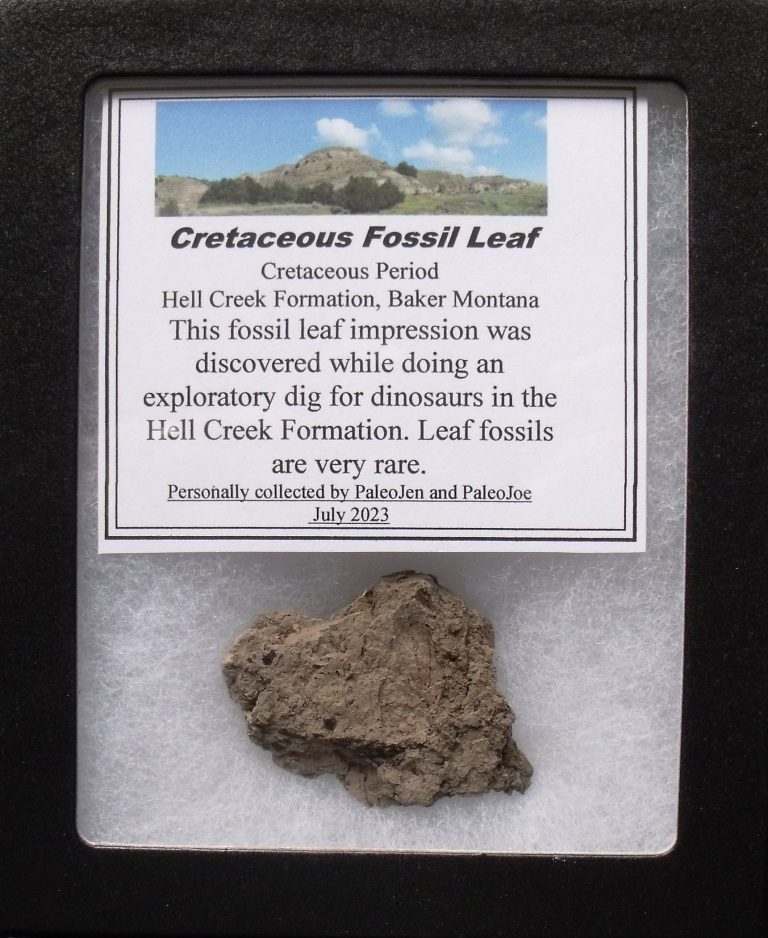 Small Fossil Leaf