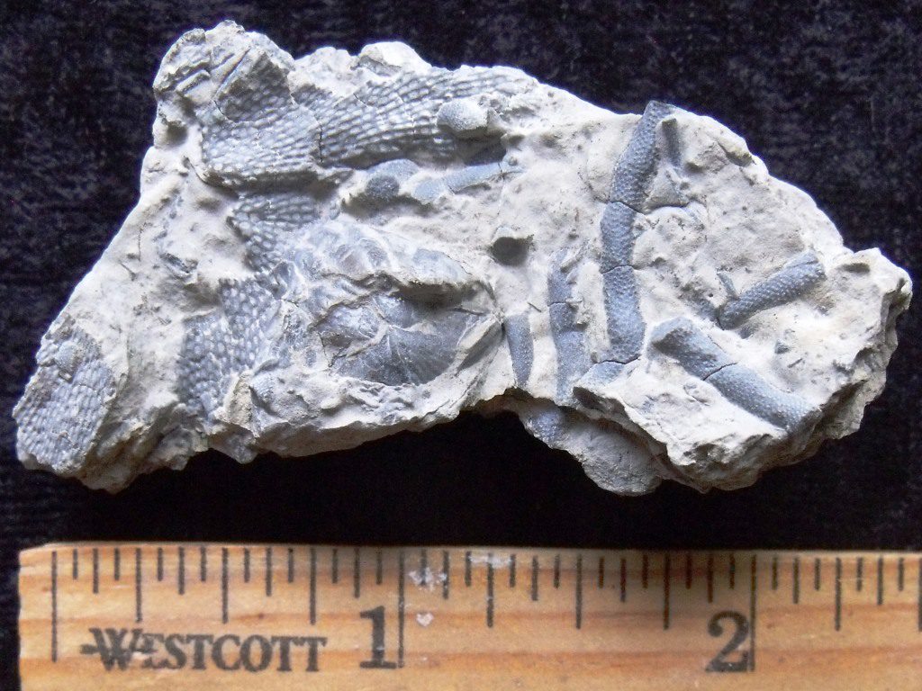 Fossil Bryozoan Hash Paleo Joe - Main Image