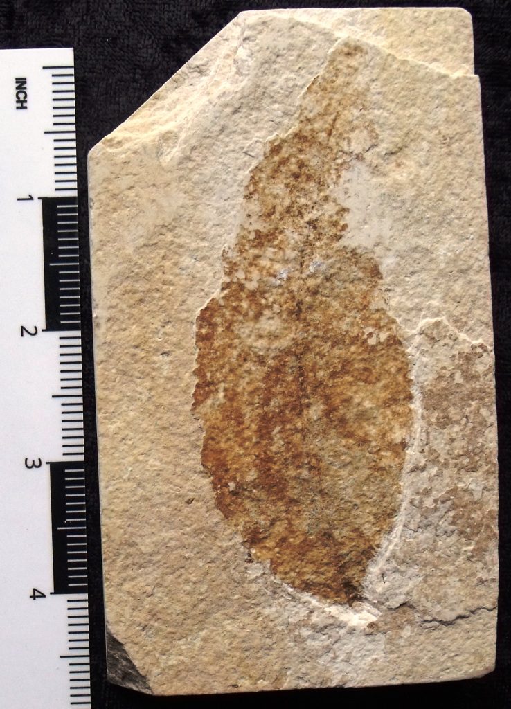 Fossil Eocene Leaf