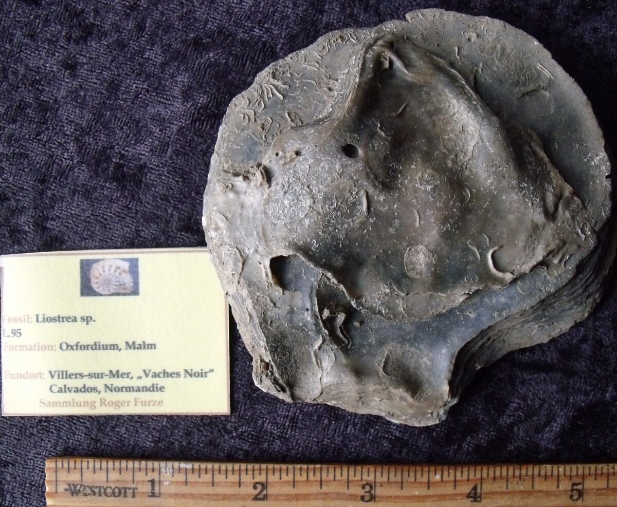 Fossil French Oyster