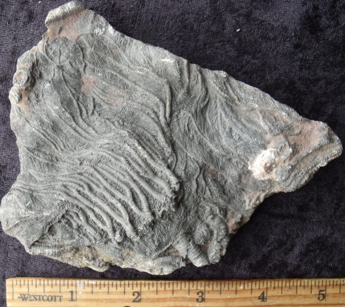 Moroccan Fossil Crinoid