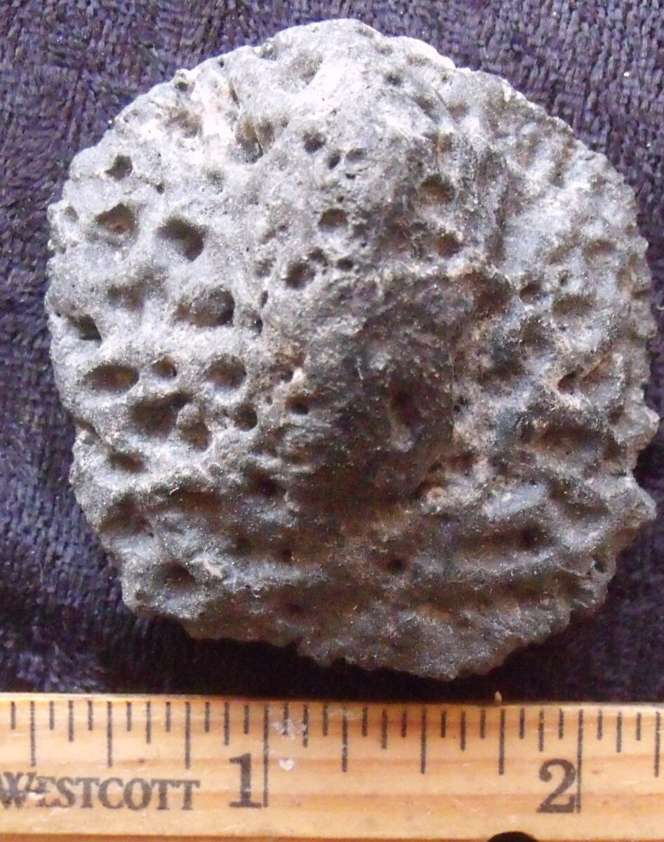 Fossil Alligator Scute 12