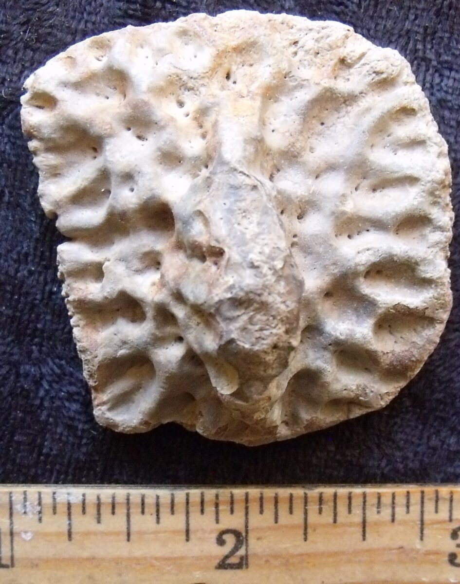 Fossil Alligator Scute 16
