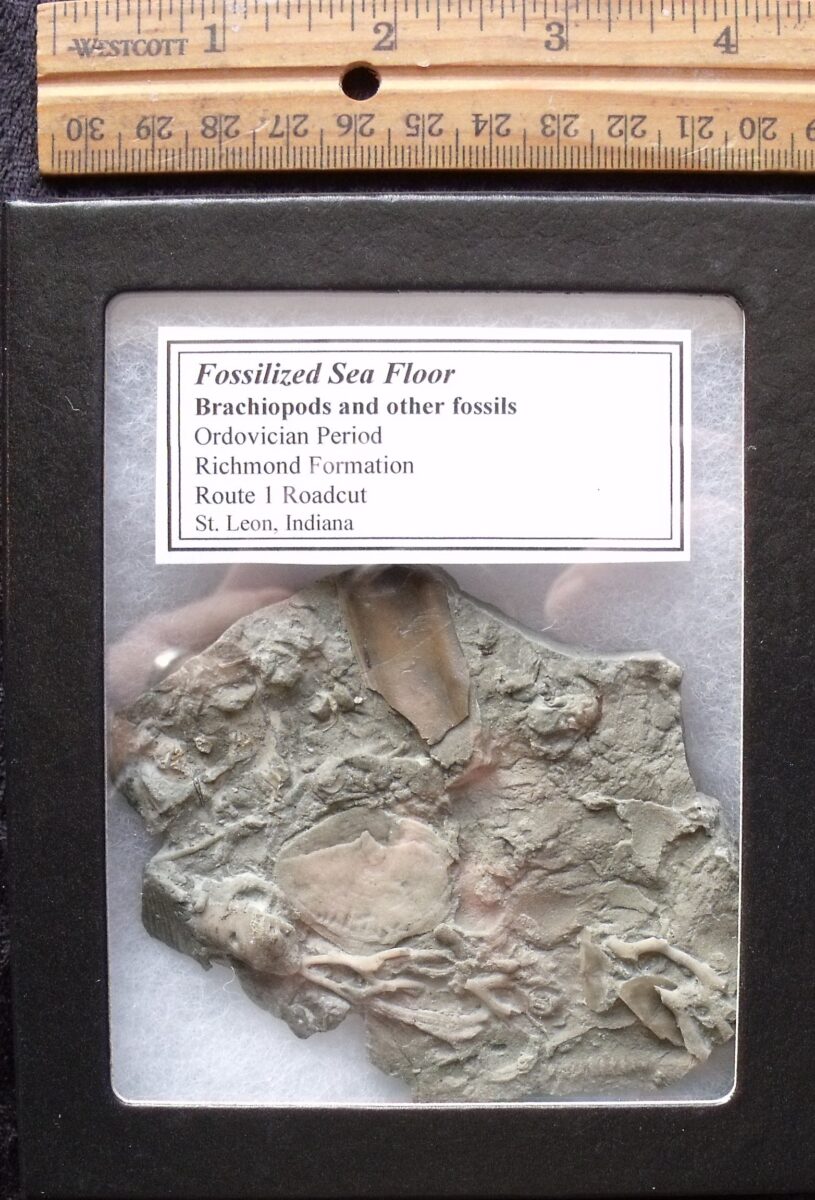 Sea Floor Fossilized Creatures