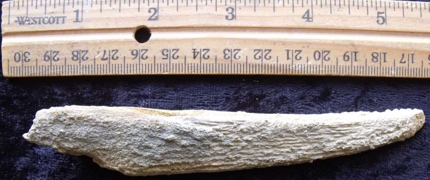 Shark Fin Spine