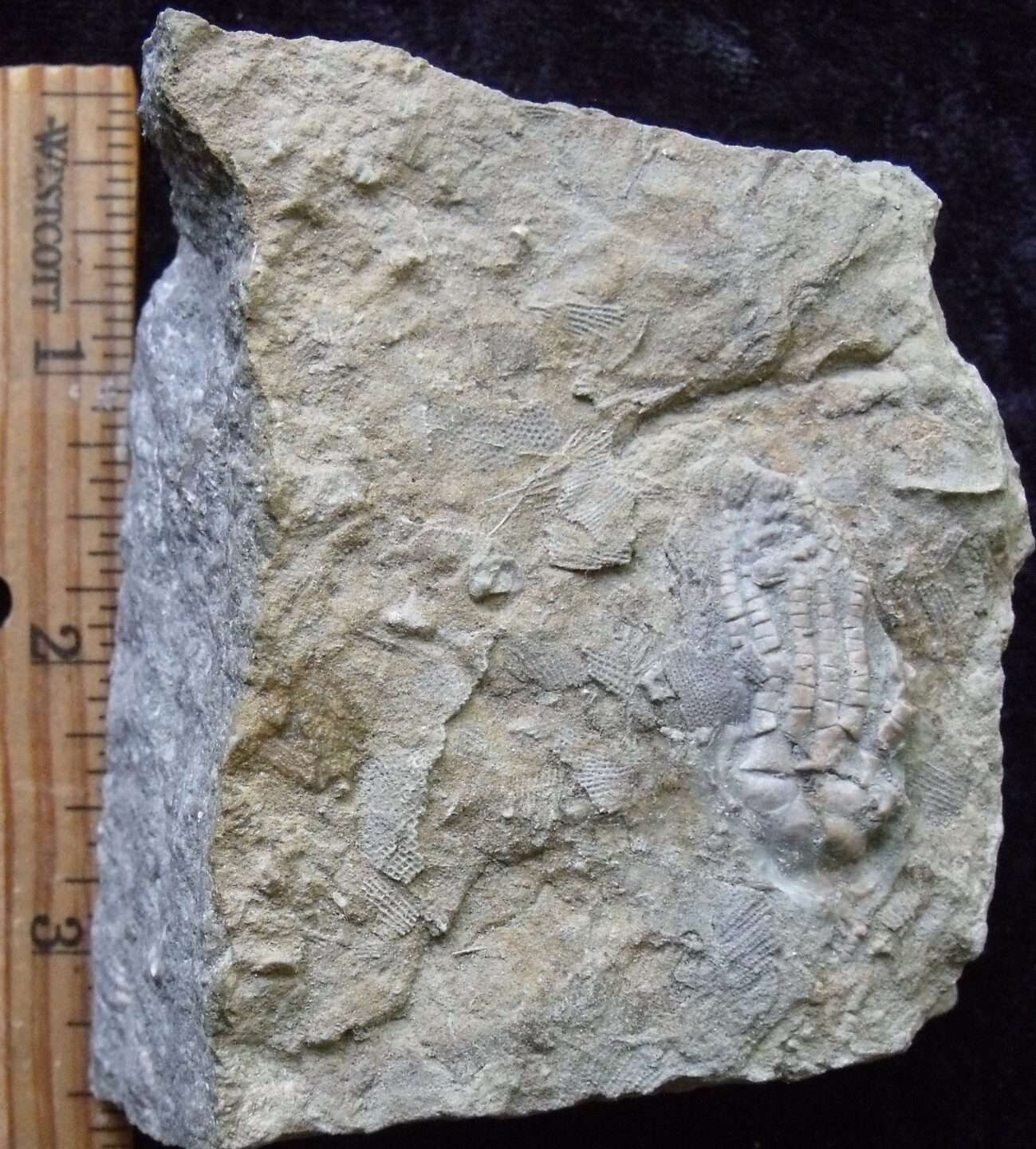 Unidentified Alabama Crinoid