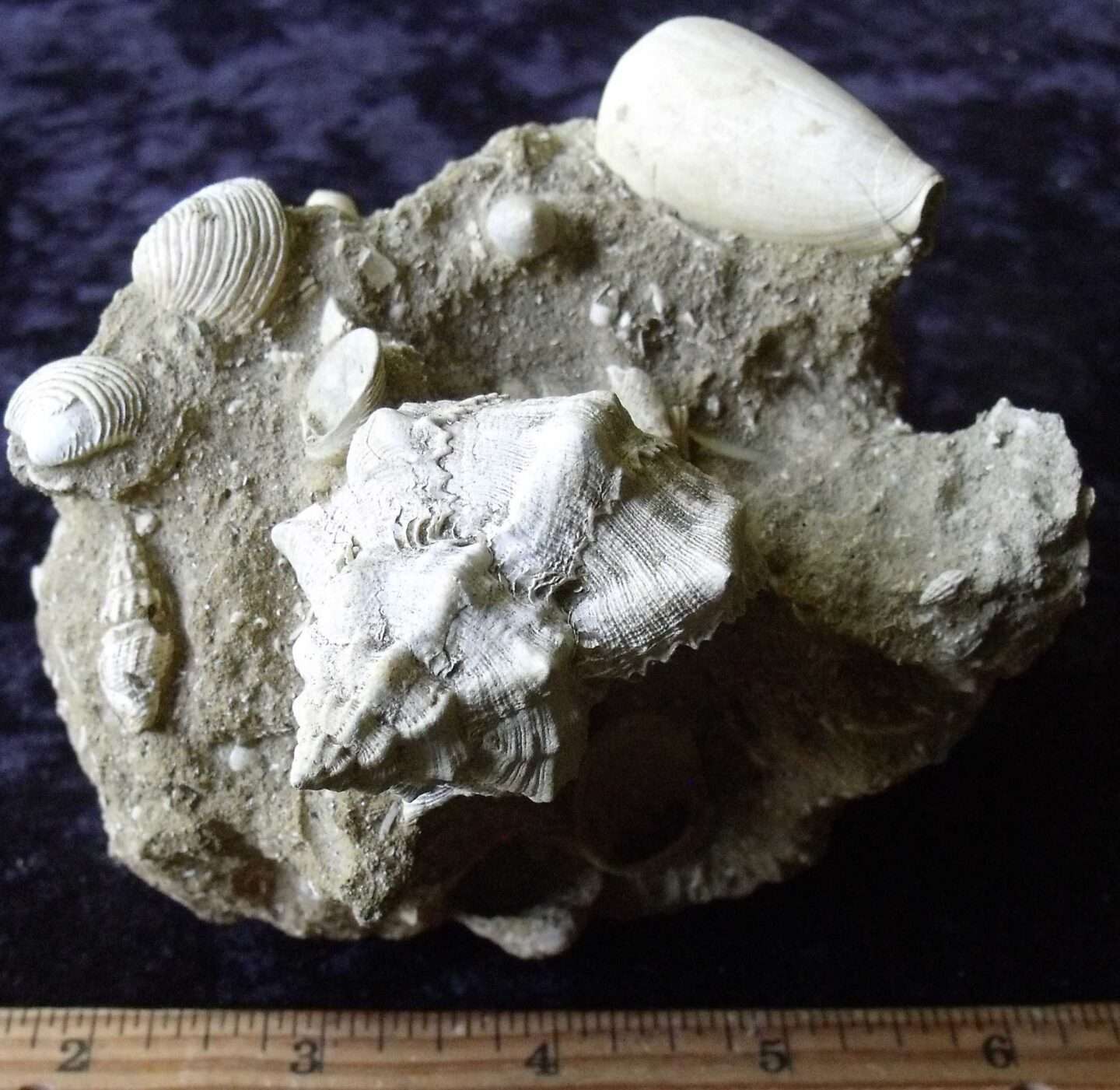 Detailed Fossils from Cyprus - Image 2