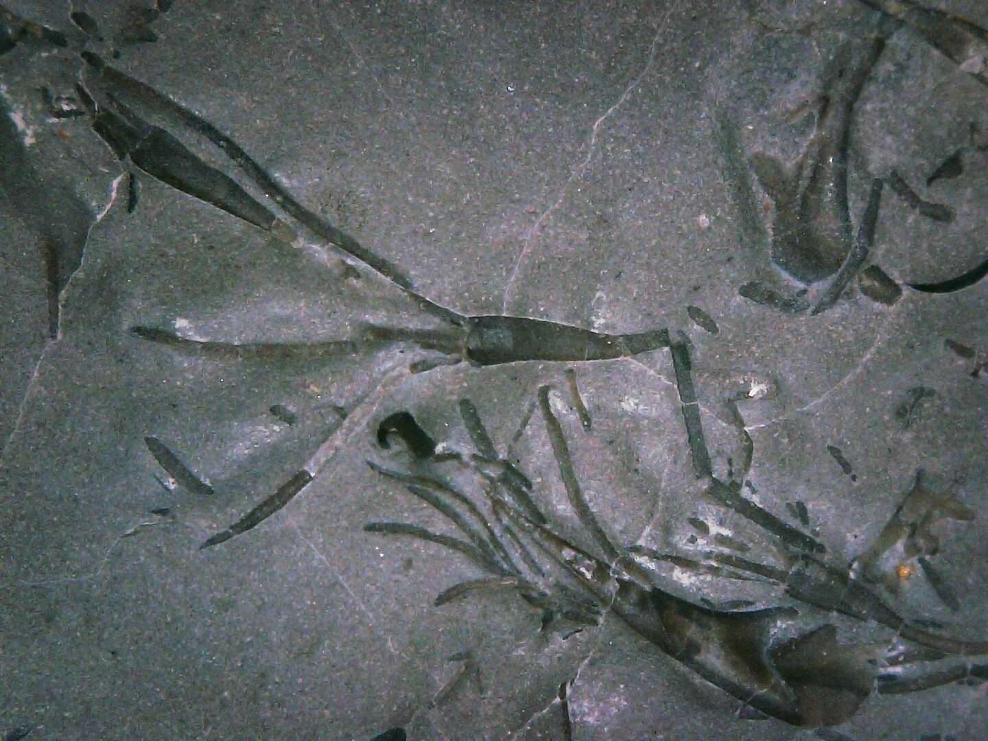 Tiny Fossil Crinoid