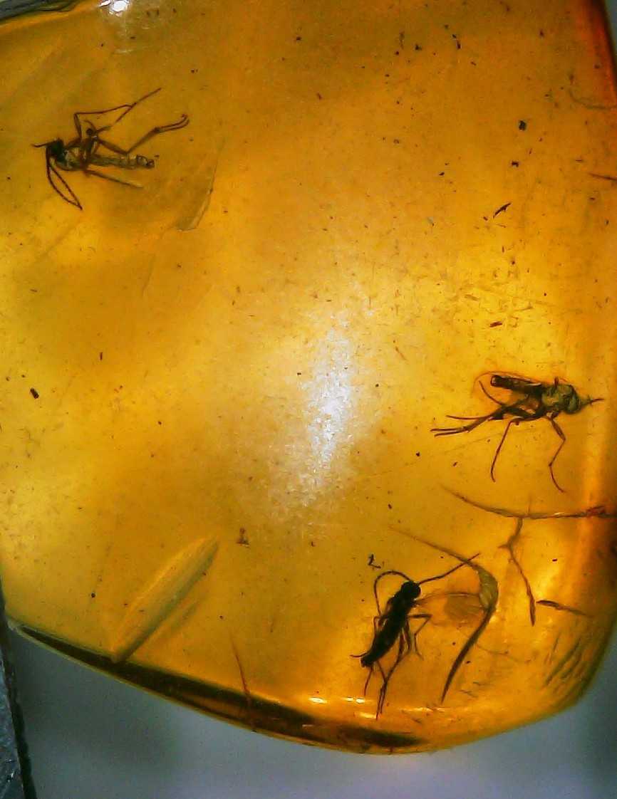 Three Fossil Fungus Gnats