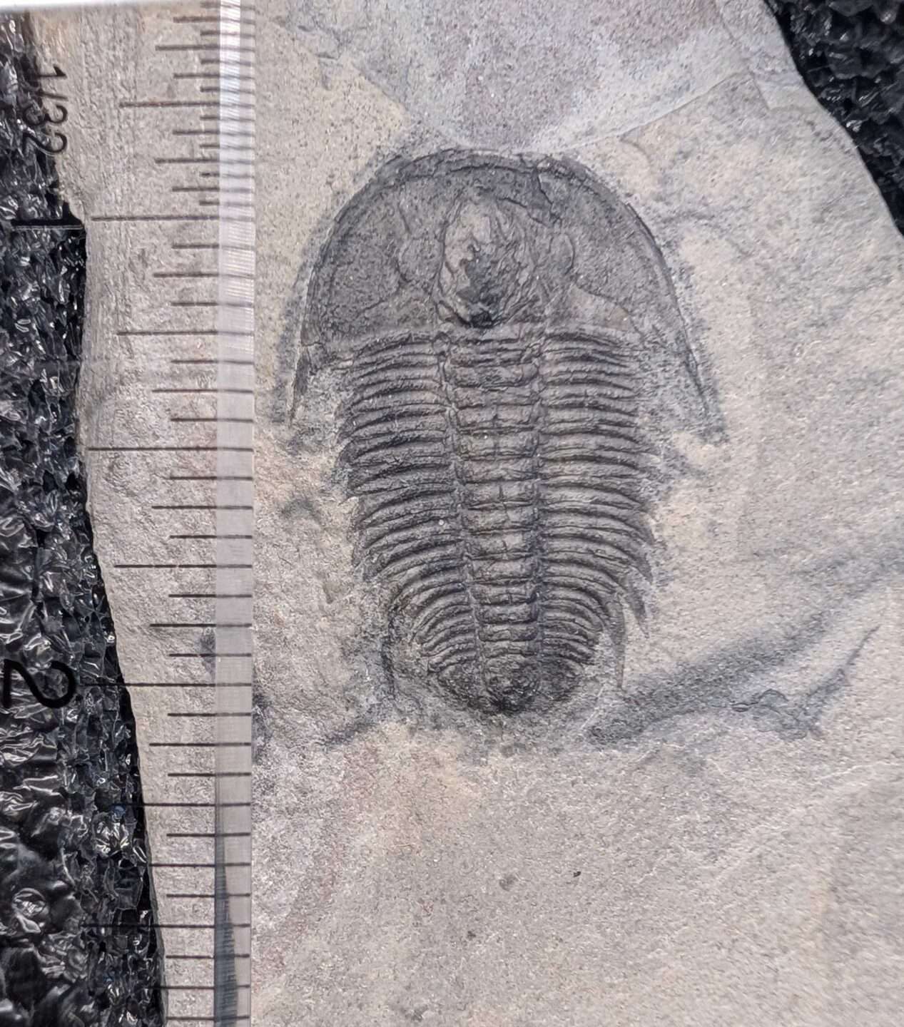 Fossil Modocia Trilobite