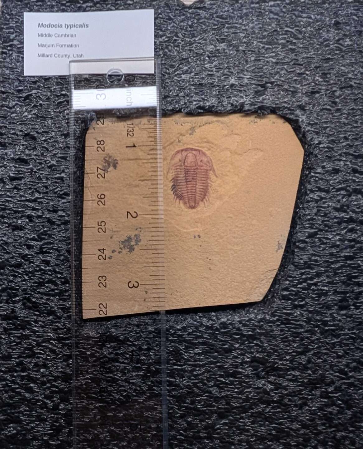 Modocia Fossil Trilobite - Image 2