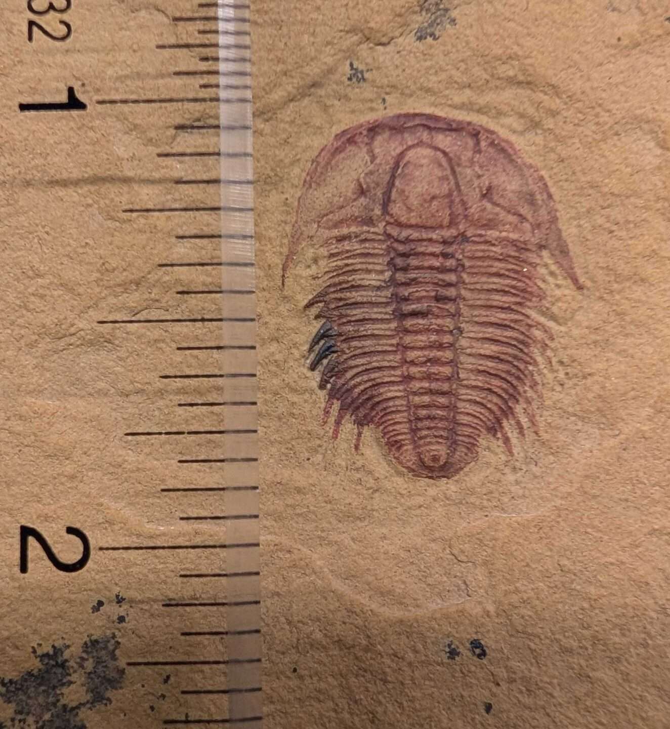 Modocia Fossil Trilobite